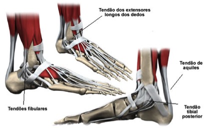 estrutura1